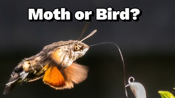 Interesting Moth facts ( did you know them all?)