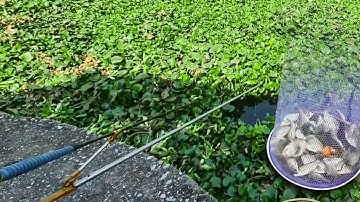 Câu cá diếc ở cống cất khai xuân đón lộc | CÂU CÁ SÔNG HỒ