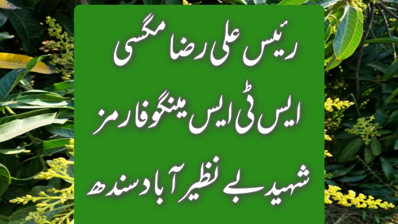STS Mango Plantation at Rais Ali Raza Farms Nawab Shah - YouTube