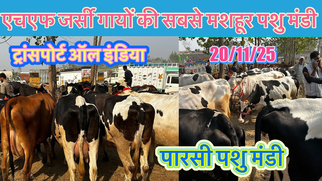 Parsi Pashu Mandi |Hf| jersey |sahiwal | cow market |hf for sell |cow dairy farm |market |pashumandi