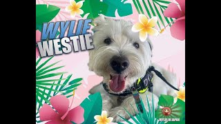 3 months in Thailand | Hua Hin | Westie Dog Life in Thailand by Wylie Westie 311 views 3 months ago 11 minutes, 52 seconds