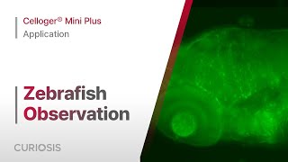 Celloger® Mini Plus Application I Zebrafish observation