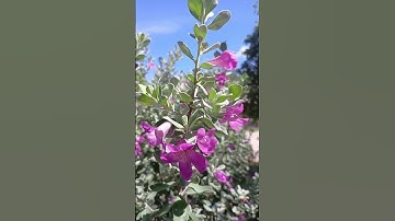Thumbnail of Flor morada linda #shorts #song #music #plantas