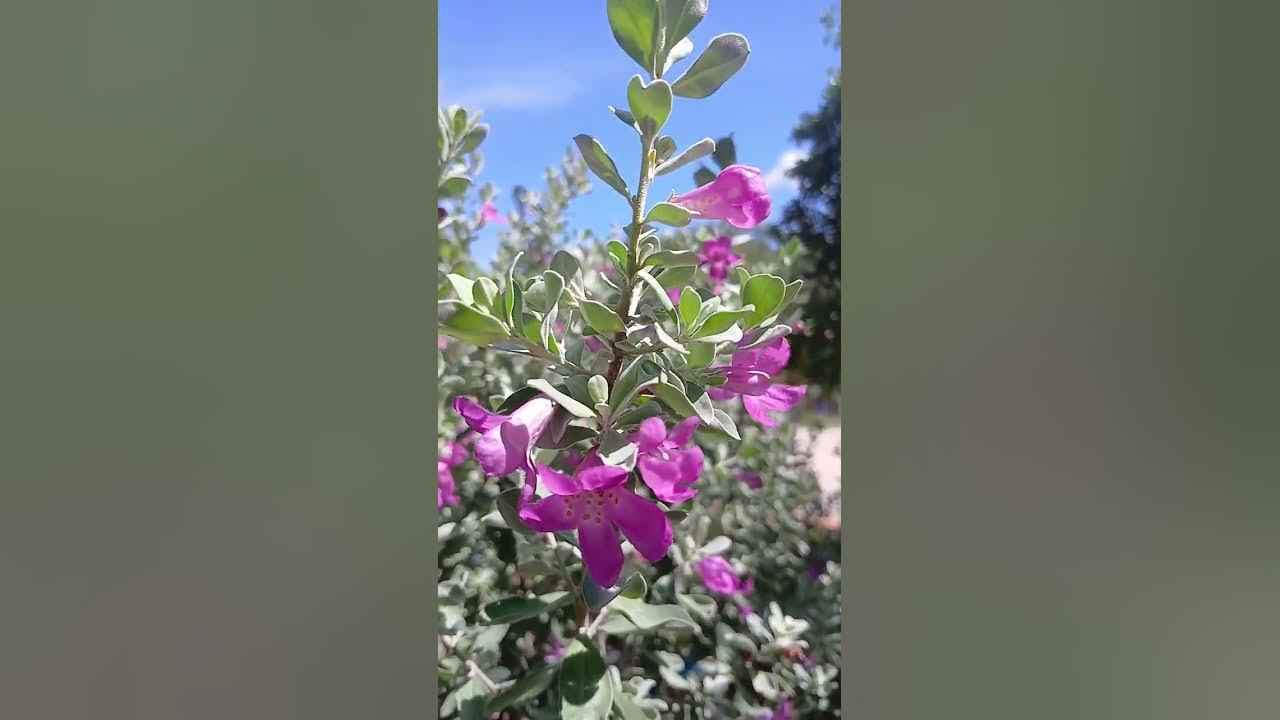 Flor morada linda #shorts #song #music #plantas