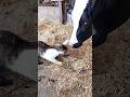 牛に逆上、猫パンチ！