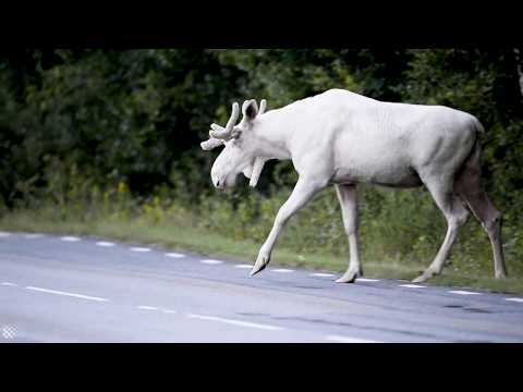 Video: White moose: albino or a new variety?