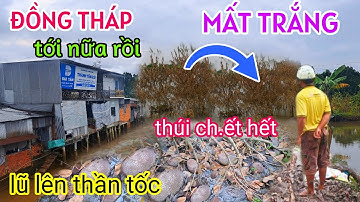 KINH KHỦNG LŨ LÊN NGẬP LỊCH SỬ MIỀN TÂY CHÌM TRONG NƯỚC CÂY TRÁI CH.ẾT HÀNG LOẠT NGUY CƠ MẤT TRẮNG