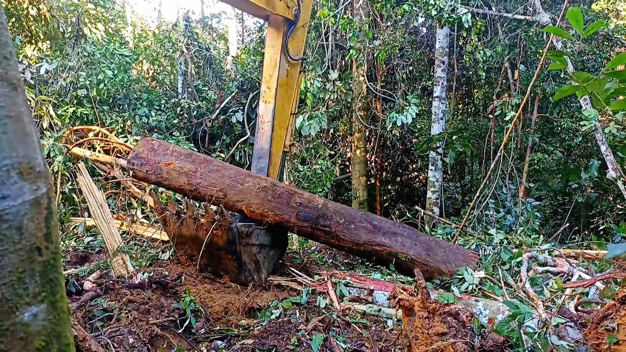 EKSAVATOR TURUN TANGAN AKIBAT BAR TERJEPIT,,!! WOOD WORKING IN BORNEO ISLAND