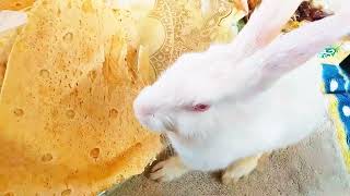The rabbit eats one meal of bread every day, she likes bread with vegetables very much,