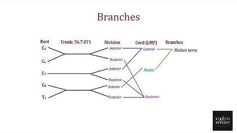Brachial Plexus Easy | Mnemonics | Pictures | Root values| Innervation