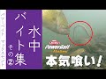 【水中映像】バイトが深い！ マックスセント 水中バイト シーン集 その②