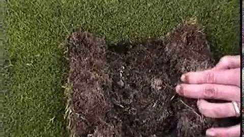 Sampling for white grubs