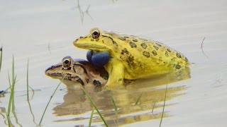 How Do Frogs Mate Video | Indian Bullfrog (Hoplobatrachus tigerinus)