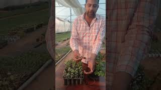 jade plan grow #nursery #plantlover #chilli #tomato #yoytube #decoreen #plantlover