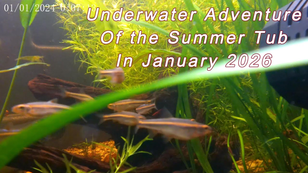 Подводное приключение в летней ванне