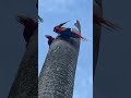 #Scarlet Macaw #алый ара #centralamerica #bird
