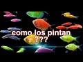 Peces Transgénicos