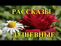 ДУШЕВНЫЕ РАССКАЗЫ❤️РОМАШКИ И РОЗОЧКИ❤️@TEFI РАССКАЗЫ