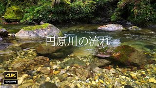 4K映像 + 自然環境音　雨後の円原川の流れ　時折聞こえる鳥の声