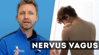 Wat is de Nervus Vagus?