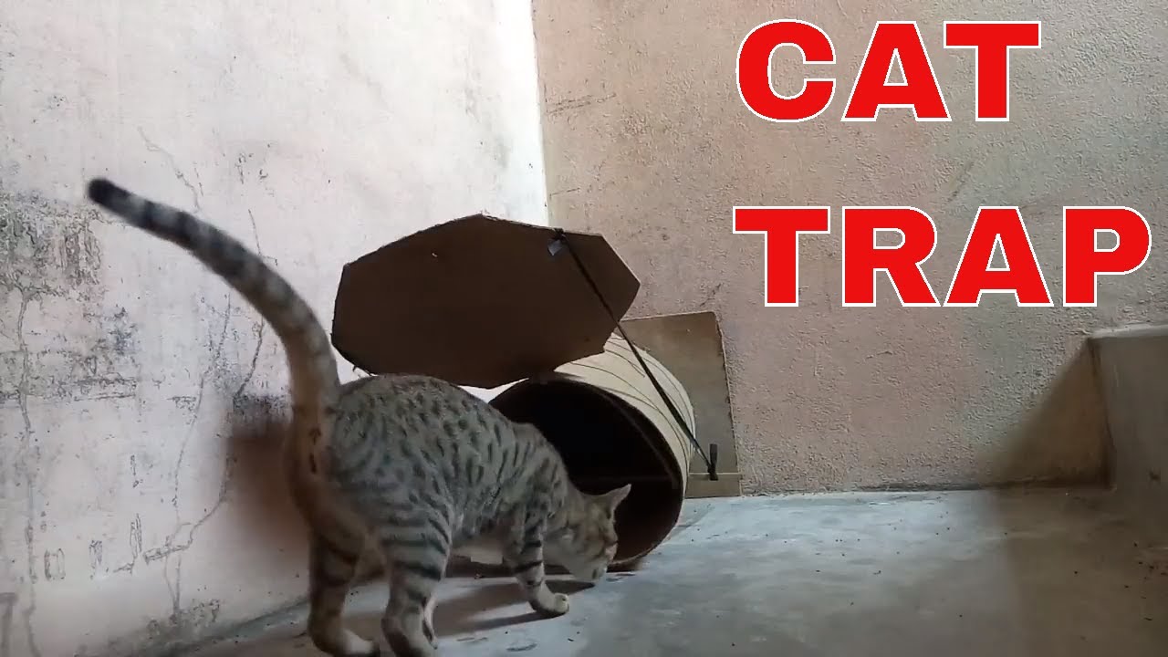 CAT TRAP - How To Catch Cat By Trap 