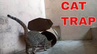 CAT TRAP  How To Catch Cat By Trap