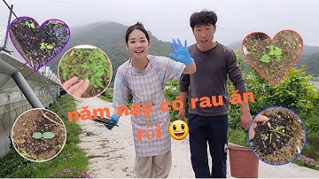 [ 40] trồng rau việt nam tại hàn quốc ....