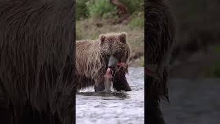 Download Lagu #vhia #youtuber #shorts #video #4k #subscribe MP3