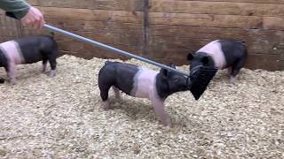 Lot #37  45-2 Crossbred Gilt