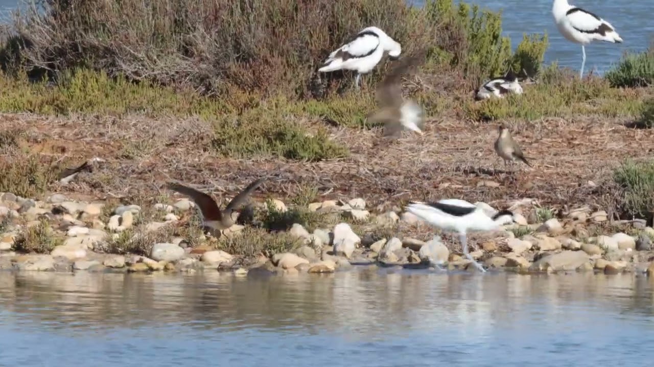 Collared Pratincole Defending Nests