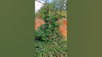 Siêu Duối Tự Nhiên Cực Đẹp @longbonsai90