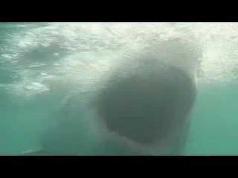Ranker Video