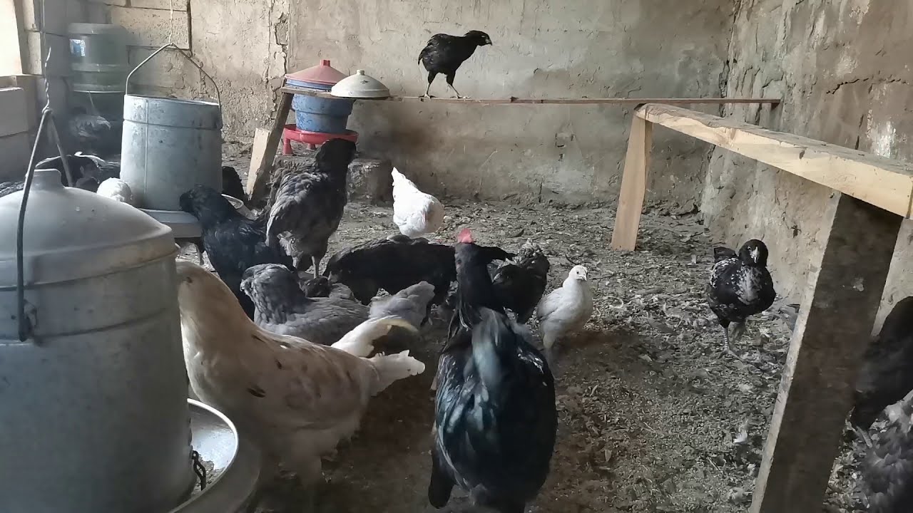 Tavuklarda Kanlı İshal(Koksidiyoz) Belirtisi/Kanlı İshal Tedavisi Nasıl Yapılır?