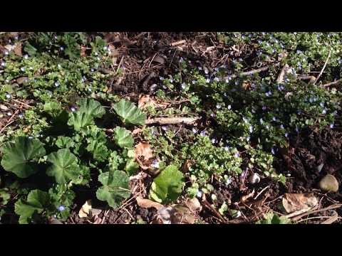 მუშაობს ფუტკარი