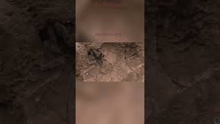 Inside the Goliath Spider: Adapt, Survive, Dominate  (ANALYSIS.) documentary bio.