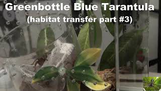 Greenbottle Blue Tarantula Habitat Transfer Part #3 Transfer Complete