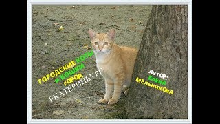 ГОРОДСКИЕ КОТЫ и КОШКИ из ЕКАТЕРИНБУРГА! ГОРОДСКИЕ КОТЫ и КОШКИ из ЕКАТЕРИНБУРГА!
