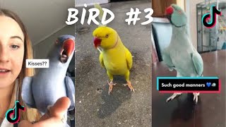 Funny Bird  TikTok & İnstagram Compilation 2023  4K   PART 3