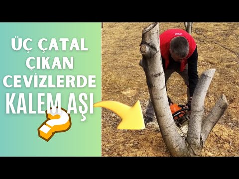 Dipten Üç Dal Çıkan Cevize Çeşit Değiştirme Aşısı