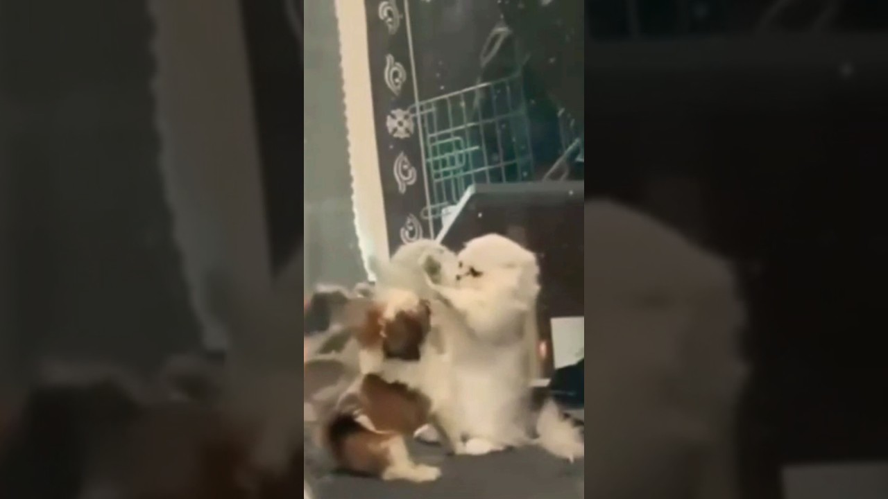 🥋 Tiny Titans Unleash the Paw-some Fury: The Cutest Kung-Fu Showdown! 🐶🐱 