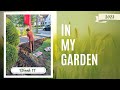 In My Garden || 2023 || Week 11