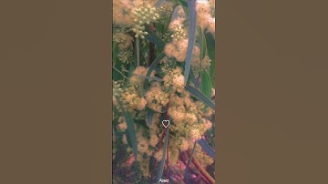 منضور رآئع للطبيعه،،بصوت القارئ المتألق عبدالرزاق الدليمي👌🎧.