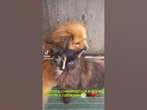 дружба собачкі та кота#дружба #домашниеживотные - YouTube
