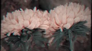 Chrysanthemumoriginal Instrumental