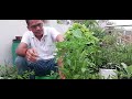 How to grow chilli  green chilli growing  soil mix for chilli  vegetable gardening pepper