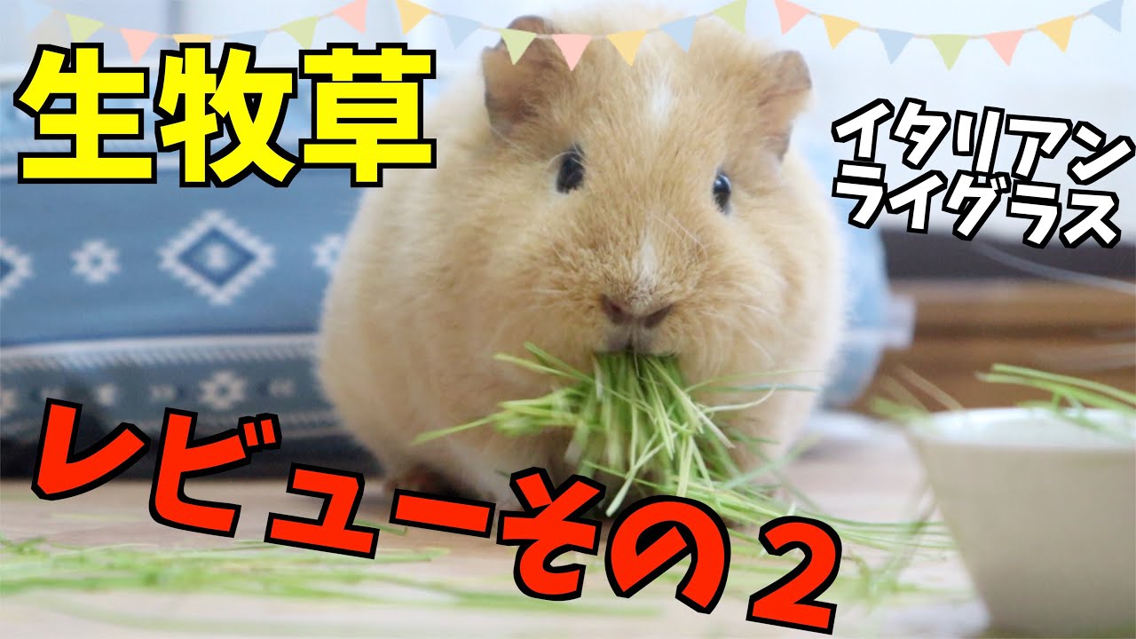 かわいい モルモット 生牧草イタリアンライグラスに挑戦 Youtube かわいい モルモット 生牧草イタリアンライグラスに挑戦 Youtube