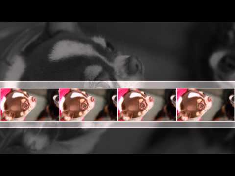 チワワ（Chihuahua）写真集！！　ブリーダーさん宅で写真を撮ってみた