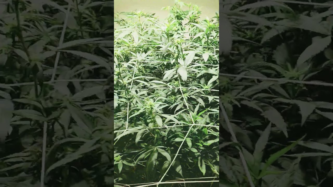 Crossing Thug Pugs Peanut Butter Breath & Dj Shorts Blueberry