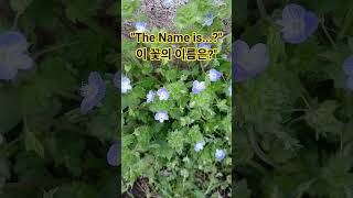 You won't believe the name of this beautiful blue flower!길가에 핀 이 파란 꽃, 이름 알고 계셨나요? (반전 주의)