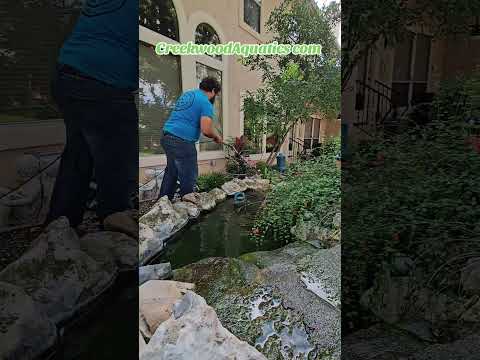 pond maintenance service #fishroom #aquariumcommunity #smallbussiness #pondcleanup #pondrestoration